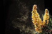 Lodgepole Pine (Pinus contorta) dispersing pollen through wind, western Oregon