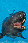 False Killer Whale (Pseudorca crassidens) in aquarium with open mouth showing teeth, Japan