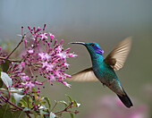 Green Violet-ear (Colibri thalassinus) hummingbird hovering near flower, Ecuador