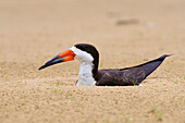 Black skimmer (Rynchops niger) incubating eggs on ground nest, Pantanal, Brazil