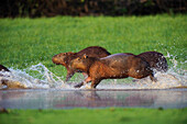 Capybara (Hydrochoerus hydrochaeris) group running through shallow water, Pantanal, Brazil