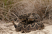 Eastern Diamondback Rattlesnake (Crotalus adamanteus) showing rattle, Little St. Simon's Island, Georgia