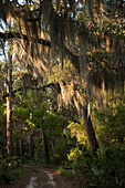 Spanish Moss (Tillandsia complanata) growing on Southern Live Oak (Quercus virginiana), Little St. Simon's Island, Georgia