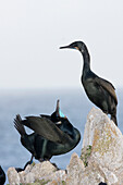 Brandt's Cormorant (Phalacrocorax penicillatus) in breeding plumage displaying, Point Lobos State Reserve, Monterey Bay, California