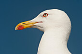 Caspian Gull (Larus cachinnans) profile, Gibraltar, United Kingdom