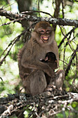 Barbary Macaque (Macaca sylvanus) grimacing parent holding baby, Cedar Forests of Azrou, Atlas Mountains, Morocco