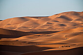 Dromedary (Camelus dromedarius) caravan being led through desert, Morocco