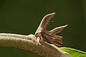 Treehopper (Cladonota sp) mimicking plant stalk, Amazon, Ecuador