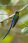 Long-tailed Sylph (Aglaiocercus kingi) hummingbird male, Ecuador