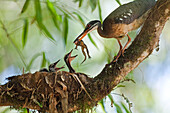 Sunbittern (Eurypyga helias) feeding frog to chicks, Ecuador