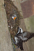 White-capped Dipper (Cinclus leucocephalus) arriving at nest with begging chick, Ecuador
