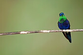 Violet-crowned Woodnymph (Thalurania colombica) hummingbird male, Colombia