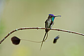 Marvellous Spatuletail (Loddigesia mirabilis) hummingbird male, Peru