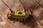 Saddleback Moth (Sibine stimulea) caterpillar, Ecuador