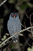 Black-and-white Owl (Strix nigrolineata) and Band-bellied Owl (Pulsatrix melanota) hybrid with glowing eyes, Ecuador