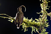 Buff-tailed Sicklebill (Eutoxeres condamini) on moss-covered branch, Ecuador