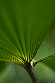 Palm (Arecaceae) leaf abstract, Amazon, Ecuador