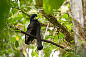 Long-wattled Umbrellabird (Cephalopterus penduliger) male, Ecuador