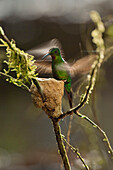 Fiery Topaz (Topaza pyra) hummingbird female at nest, Ecuador