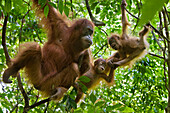 Sumatran Orangutan (Pongo abelii) mother with her one and a half year old baby playing with other female's baby, Gunung Leuser National Park, north Sumatra, Indonesia