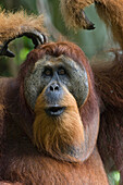 Sumatran Orangutan (Pongo abelii) dominant male calling, Gunung Leuser National Park, north Sumatra, Indonesia