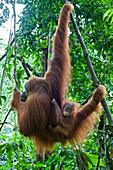 Sumatran Orangutan (Pongo abelii) mother and nine month old baby in tree, Gunung Leuser National Park, north Sumatra, Indonesia