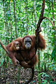 Sumatran Orangutan (Pongo abelii) mother and two and a half year old baby resting on liana, Gunung Leuser National Park, north Sumatra, Indonesia