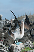 Blue-footed Booby (Sula nebouxii) in sky-pointing courtship display, Galapagos Islands, Ecuador