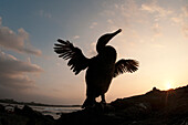 Flightless Cormorant (Phalacrocorax harrisi) drying wings, Galapagos Islands, Ecuador