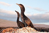 Flightless Cormorant (Phalacrocorax harrisi) and chick in nest, Galapagos Islands, Ecuador