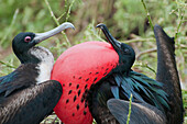 Great Frigatebird (Fregata minor) female checking out courting male with pouch fully inflated, Galapagos Islands, Ecuador