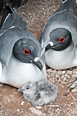 Swallow-tailed Gull (Creagrus furcatus) pair with newly hatched chick, Galapagos Islands, Ecuador