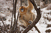 Golden Snub-nosed Monkey (Rhinopithecus roxellana) female on snow-covered branch, Qinling Mountain, Shaanxi Province, China