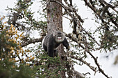 Yunnan Snub-nosed Monkey (Rhinopithecus bieti) moving between trees, Mangkang, Tibet