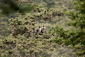 Yunnan Snub-nosed Monkey (Rhinopithecus bieti) pair sitting on a branch, Mangkang, Tibet, China
