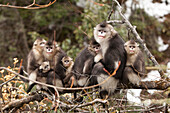 Yunnan Snub-nosed Monkey (Rhinopithecus bieti) family huddling together for warmth, Baima Snow Mountain, Yunnan, China