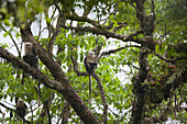 Tonkin Snub-nosed Monkey (Rhinopithecus avunculus) trio in trees, Ha Giang, Vietnam