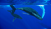'Humpback Whale (Megaptera novaeangliae) female courted by cooperating causesd bubbles by slapping surface with pectoral fin, Maui, Hawaii - notice must accompany publication; photo obtained under NMFS permit 13846'