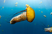 Pacific Sea Nettle (Chrysaora fuscescens) group, Carmel, Monterey Bay, California