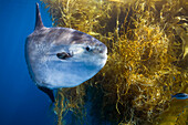 Ocean Sunfish (Mola mola) and Giant Kelp (Macrocystis pyrifera), San Diego, California