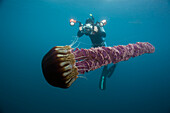 Black Sea Nettle (Chrysaora achlyos) photographed by diver, Coronado Islands, Baja California, Mexico