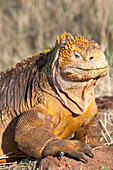 Galapagos Land Iguana (Conolophus subcristatus) portrait, Galapagos Islands, Ecuador