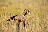 Secretary Bird (Sagittarius serpentarius) walking through high grass, Kalahari, South Africa