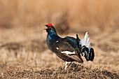 Black Grouse (Tetrao tetrix) male displaying, Kamchatka, Russia