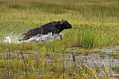 Cape Buffalo (Syncerus caffer) running through shallow water, Botswana
