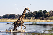 Giraffe (Giraffa camelopardalis) walking through shallow water, Botswana