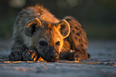 Spotted Hyena (Crocuta crocuta) resting at sunset, Botswana
