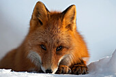 Red Fox (Vulpes vulpes) resting on snow, Kamchatka, Russia