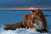 Red Fox (Vulpes vulpes) on snow at sunset, Kamchatka, Russia