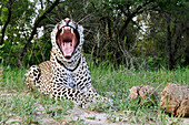 Leopard (Panthera pardus) yawning, Botswana